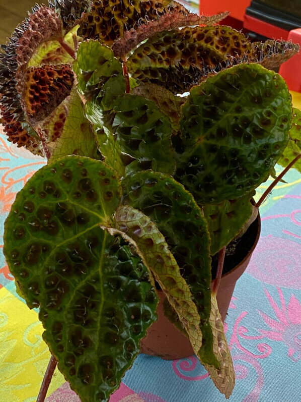 Begonia ferox, Bégoniacées, plante d'intérieur, Paris 19e (75)