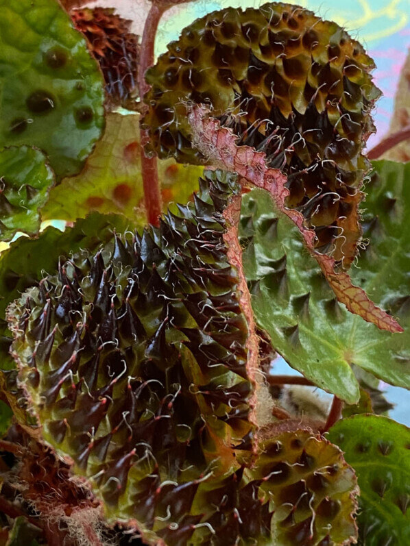 Begonia ferox, Bégoniacées, plante d'intérieur, Paris 19e (75)