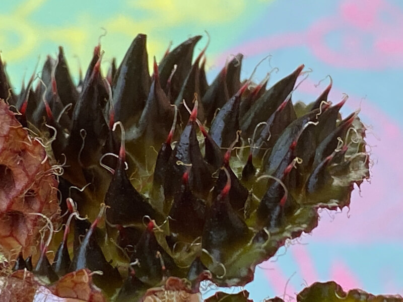 Begonia ferox, Bégoniacées, plante d'intérieur, Paris 19e (75)