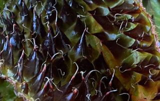 Begonia ferox, Bégoniacées, plante d'intérieur, Paris 19e (75)