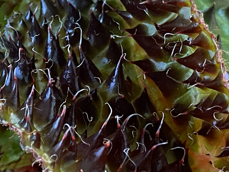 Lire la suite à propos de l’article Begonia ferox aux (fausses) épines acérées