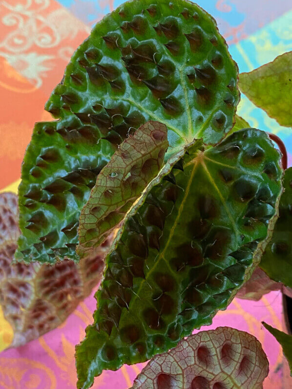 Begonia ferox, Bégoniacées, plante d'intérieur, Paris 19e (75)