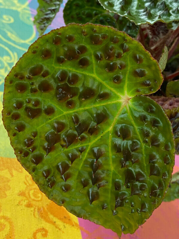Begonia ferox, Bégoniacées, plante d'intérieur, Paris 19e (75)