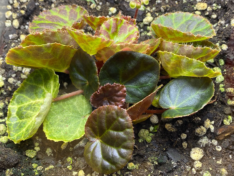 Semis de Begonia nurii Red, plante d'intérieur, terrarium, Paris 19e (75)