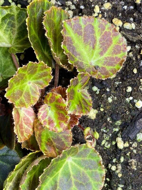 Begonia nurd Red, plante d'intérieur, terrarium, Paris 19e (75)
