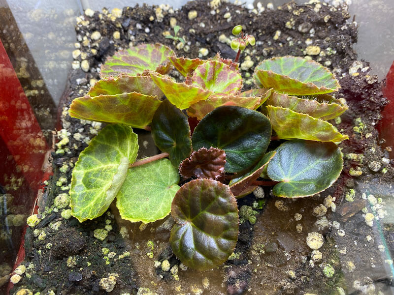 Begonia nurd Red, plante d'intérieur, terrarium, Paris 19e (75)