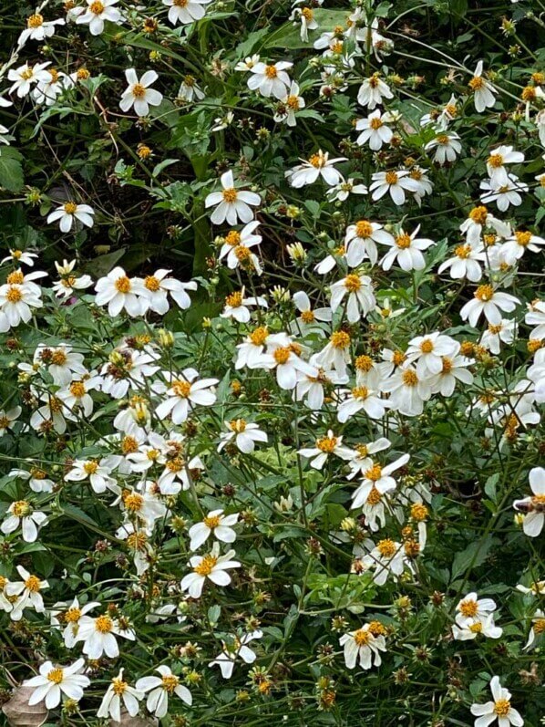 Bidens ferulifolia 'Pirate's Pearl' en été sur la Butte de Montmartre, Paris 18e (75)