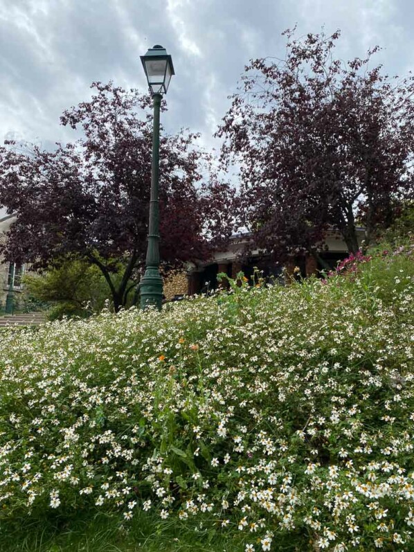 Bidens ferulifolia 'Pirate's Pearl' en été sur la Butte de Montmartre, Paris 18e (75)