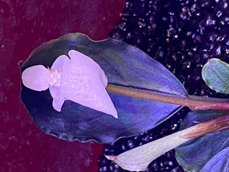 Floraison de Bucephalandra 'Cherry Mini', Araceae, plante aquatique, pico aquarium, Paris 19e (75)