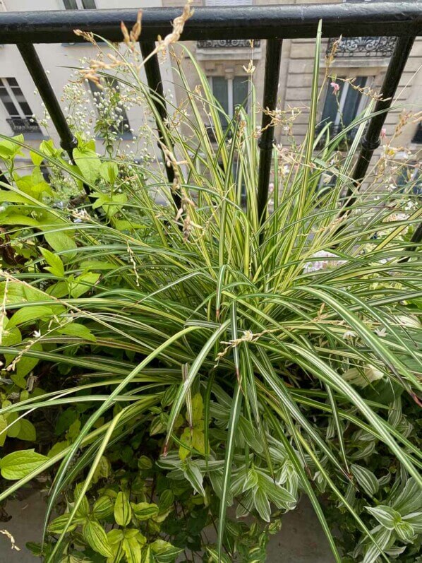 Chlorophytum saundersiae 'Starlight' en été sur mon balcon parisien, Paris 19e (75)