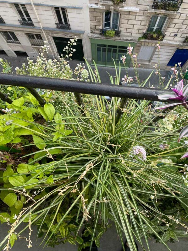 Chlorophytum saundersiae 'Starlight' en été sur mon balcon parisien, Paris 19e (75)