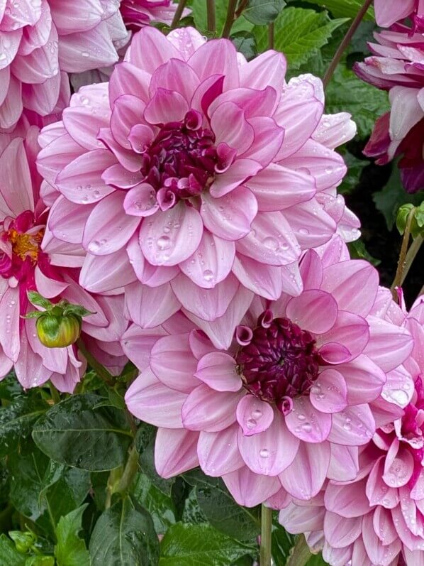 Dahlia 'Crème de Cassis', Domaine de Chaumont-sur-Loire, Chaumont-sur-Loire (41)