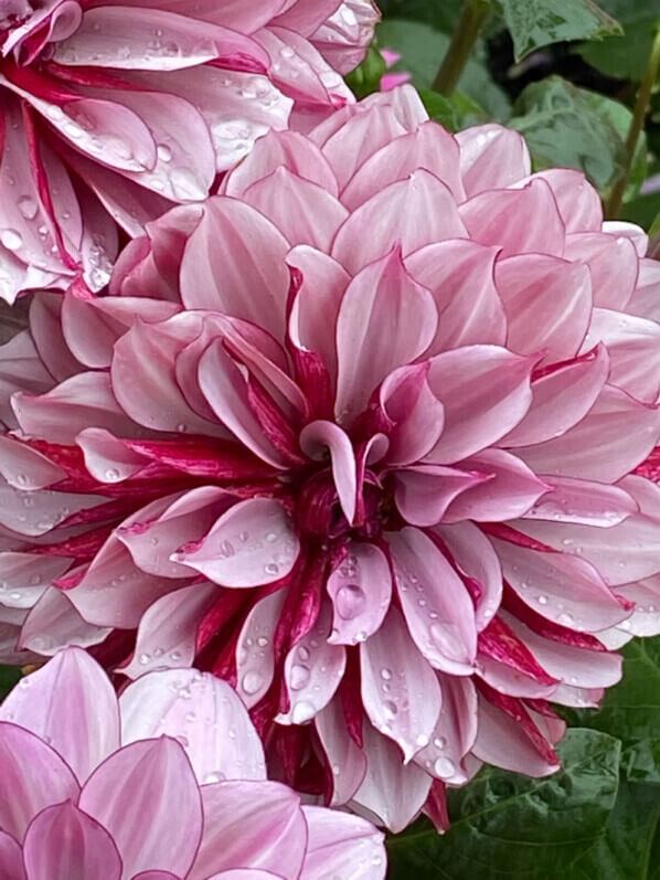 Dahlia 'Crème de Cassis', Domaine de Chaumont-sur-Loire, Chaumont-sur-Loire (41)