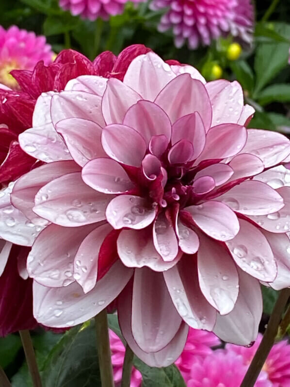 Dahlia 'Crème de Cassis', Domaine de Chaumont-sur-Loire, Chaumont-sur-Loire (41)