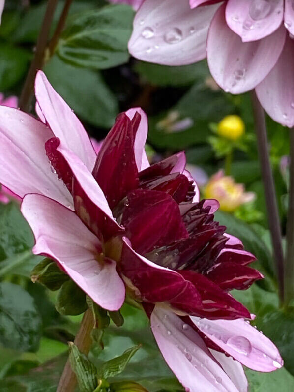 Dahlia 'Crème de Cassis', Domaine de Chaumont-sur-Loire, Chaumont-sur-Loire (41)