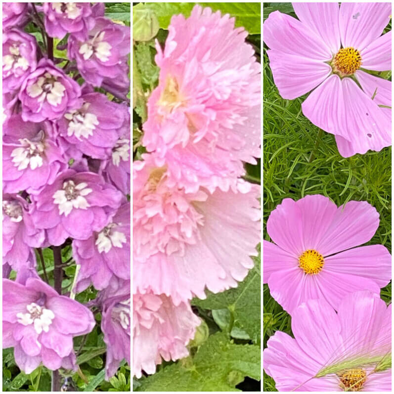 Delphinium, rose trémière et cosmos, Domaine de Chaumont-sur-Loire, Chaumont-sur-Loire (41)