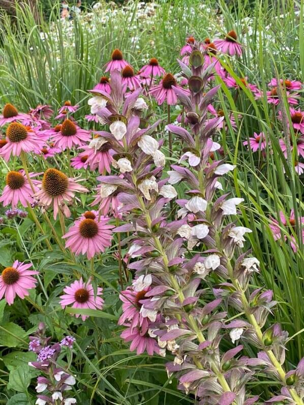 Echinacea et Acanthus mollis, plantes vivaces, Domaine de Chaumont-sur-Loire, Chaumont-sur-Loire (41)