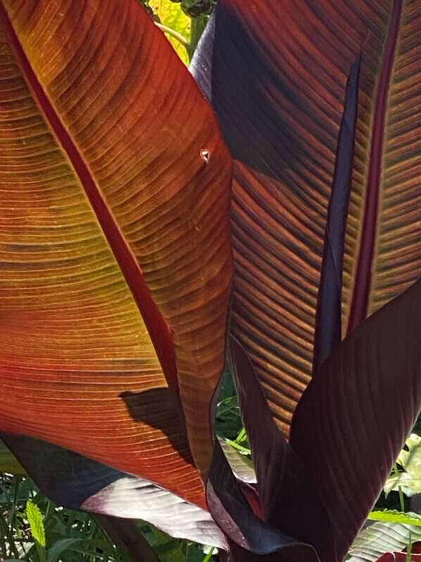 Bananier rouge d'Abyssinie, Ensete ventricosa 'Maurelii', en été dans le parc floral, Paris 12e (75)