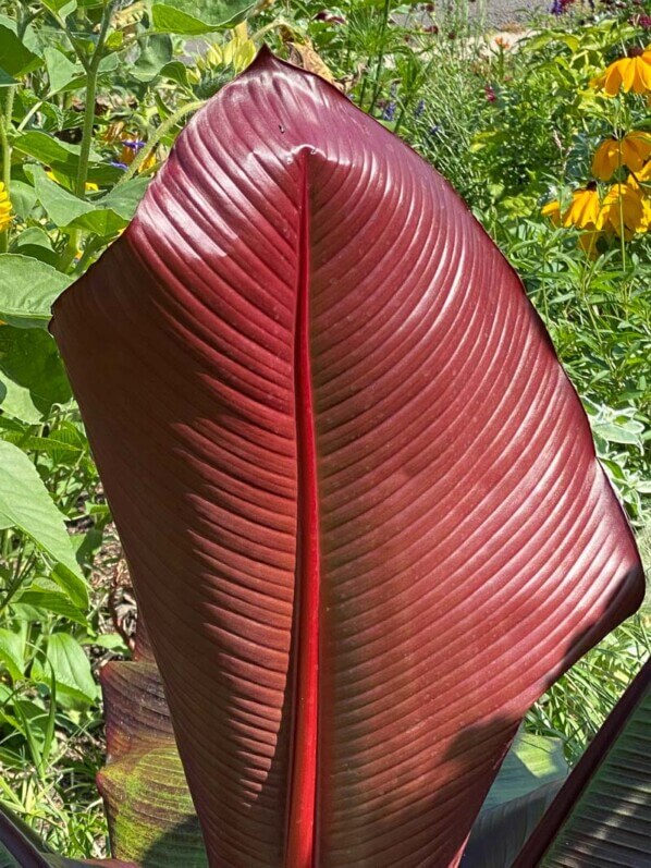 Bananier rouge d'Abyssinie, Ensete ventricosa 'Maurelii', en été dans le parc floral, Paris 12e (75)