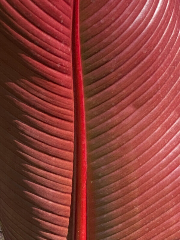 Bananier rouge d'Abyssinie, Ensete ventricosa 'Maurelii', en été dans le parc floral, Paris 12e (75)