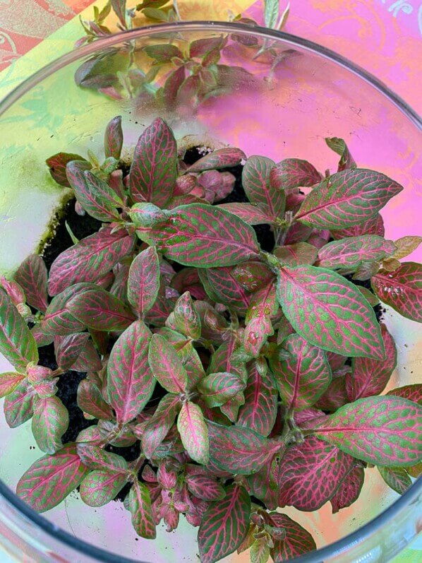 Fittonias taillés et cultivés dans un terrarium, plante d'intérieur, Paris 19e (75)
