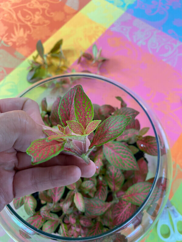 Taille de fittonia dans un terrarium, plante d'intérieur, Paris 19e (75)
