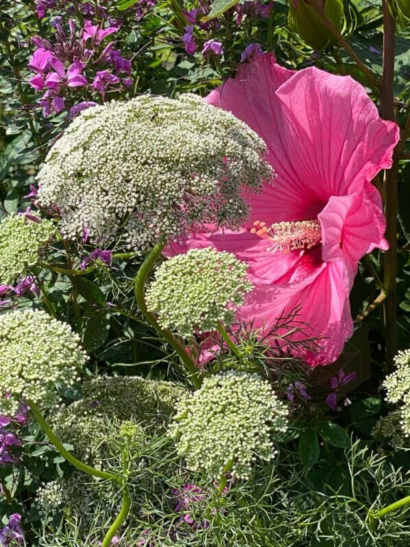 Hibiscus des marais (Hibiscus moscheutos) et Ammi visnaga en été dans le Parc de l'Orangerie, Strasbourg (67)