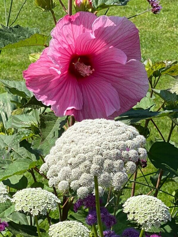 Hibiscus des marais (Hibiscus moscheutos) et Ammi visnaga en été dans le Parc de l'Orangerie, Strasbourg (67)