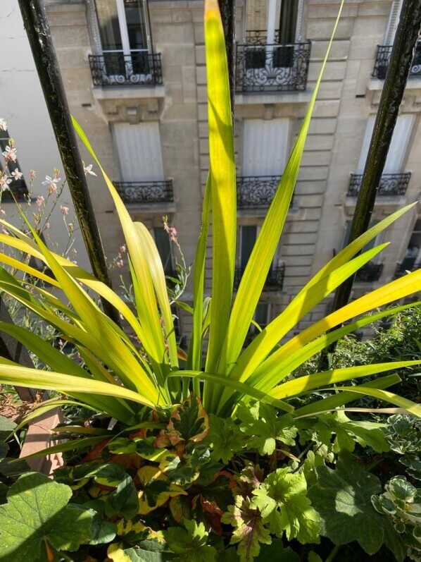 Iris foetidissima 'Paul's Gold' en été sur mon balcon parisien, Paris 19e (75)