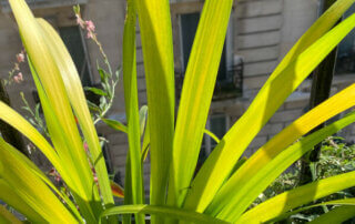 Iris foetidissima 'Paul's Gold' en été sur mon balcon parisien, Paris 19e (75)