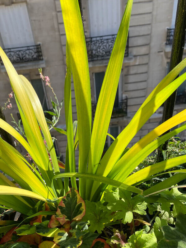 Iris foetidissima 'Paul's Gold' en été sur mon balcon parisien, Paris 19e (75)