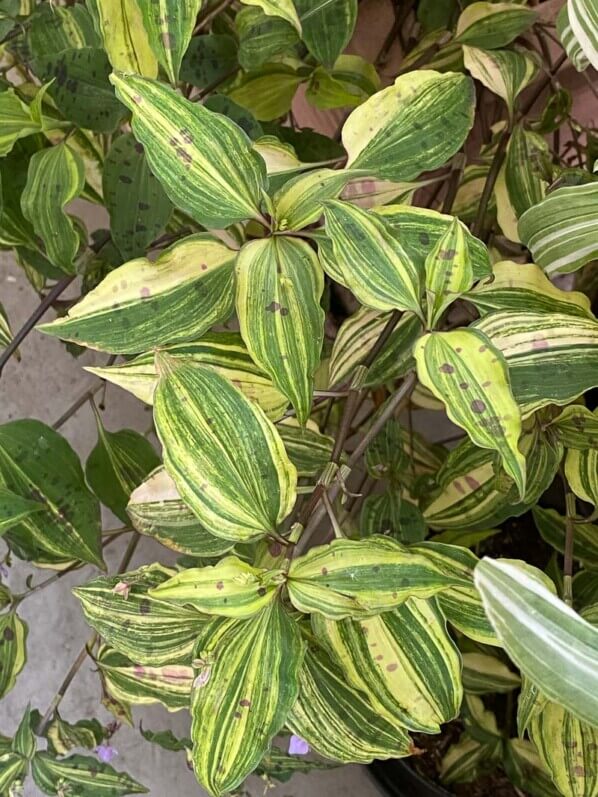 Tinantia pringlei 'Variegata' en été sur mon balcon parisien, Paris 19e (75)