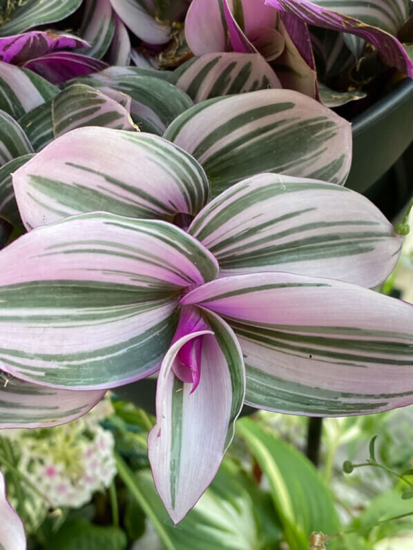 Tradescantia 'Nanouk', misère, en été sur mon balcon parisien, Paris 19e (75)