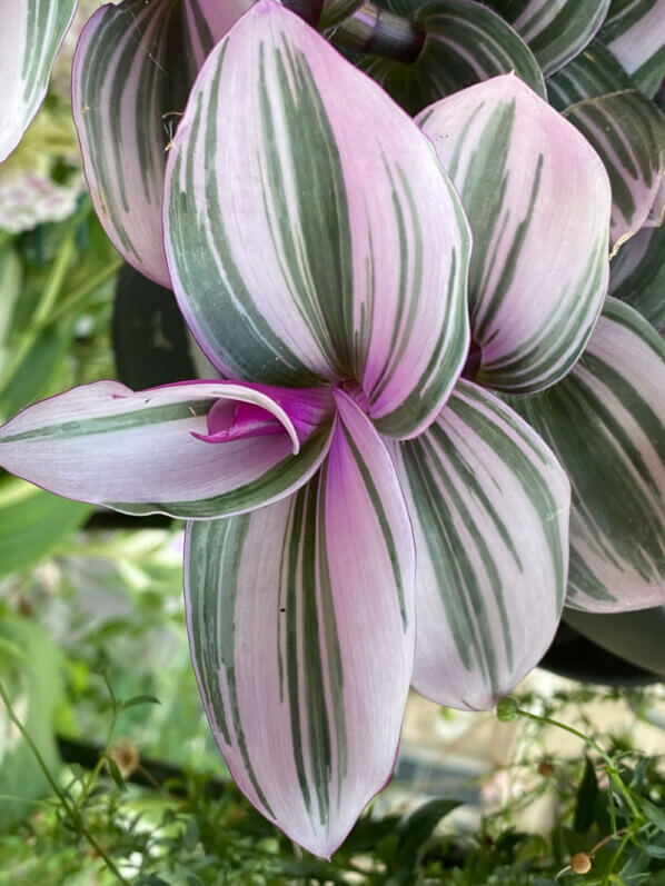 Tradescantia 'Nanouk', misère, en été sur mon balcon parisien, Paris 19e (75)