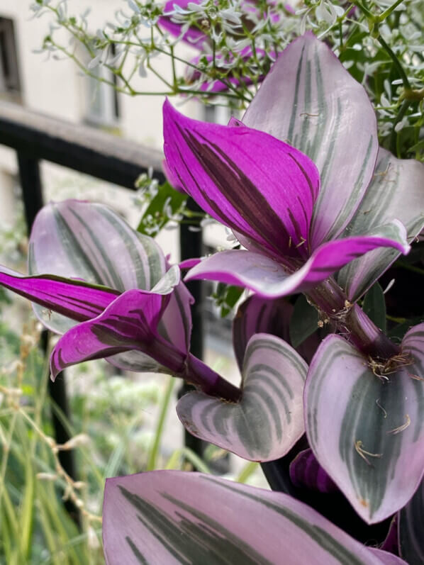 Tradescantia 'Nanouk', misère, en été sur mon balcon parisien, Paris 19e (75)