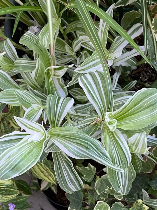 Tradescantia albiflora 'Albo-vittata' en été sur mon balcon parisien, Paris 19e (75)