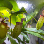Nepenthes 'Bloody Mary', plante carnivore, plante d'intérieur, terrarium, Paris 19e (75)