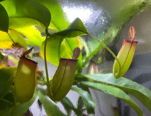 Le terrarium de mon Nepenthes ‘Bloody Mary’ est trop petit !