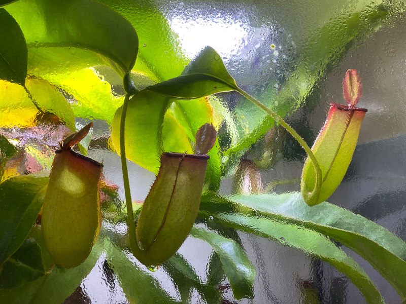 Nepenthes 'Bloody Mary', plante carnivore, plante d'intérieur, terrarium, Paris 19e (75)