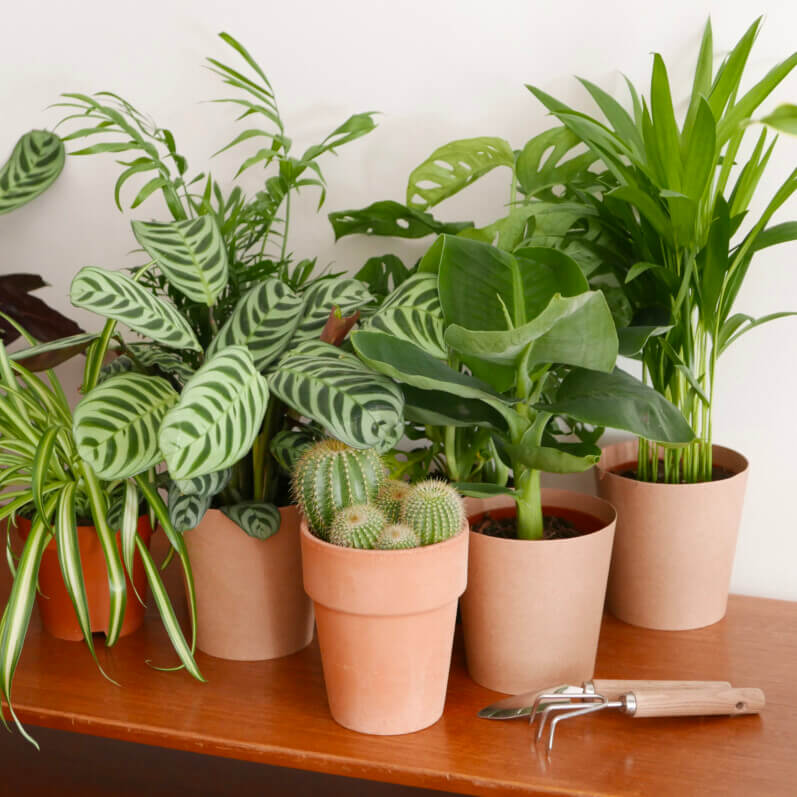 Plantes d'intérieur, ambiance, Monceau Fleurs