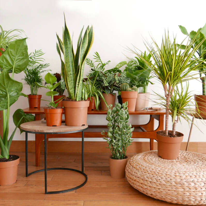 Plantes d'intérieur, ambiance, Monceau Fleurs