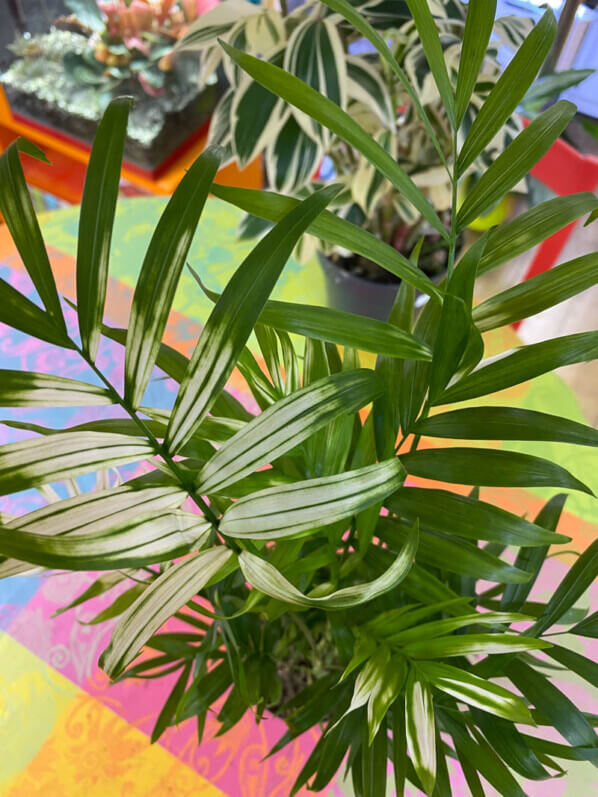 Lire la suite à propos de l’article Palmier nain d’intérieur (Chamaedorea elegans ‘Variegata’)
