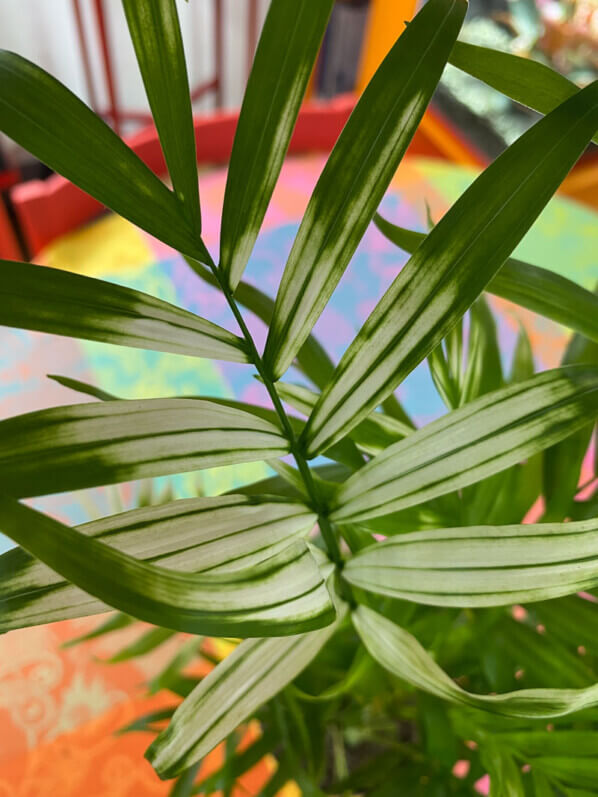 Chamaedorea elegans 'Variegata', plante d'intérieur, Paris 19e (75)