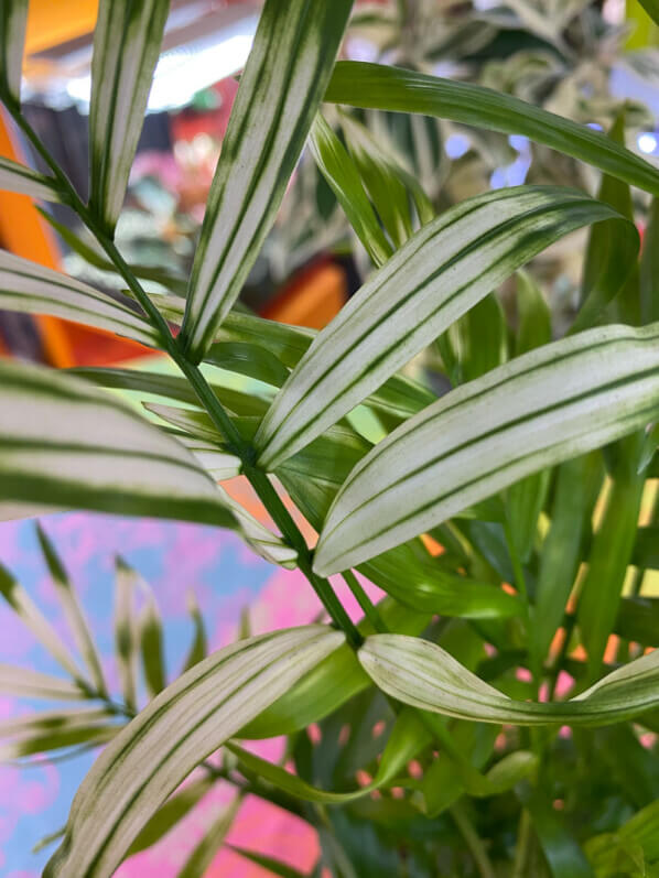 Chamaedorea elegans 'Variegata', plante d'intérieur, Paris 19e (75)