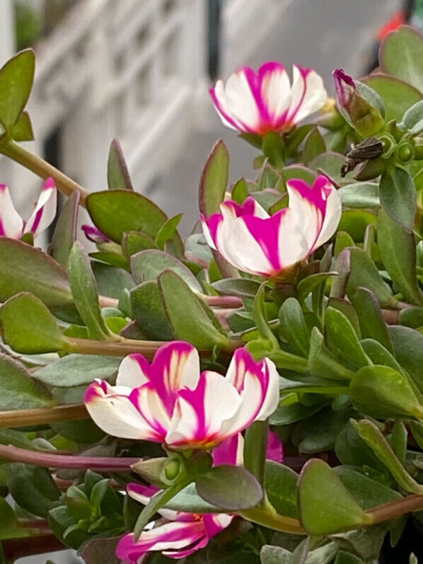 Pourpier (Portulaca) en été sur mon balcon parisien, Paris 19e (75)