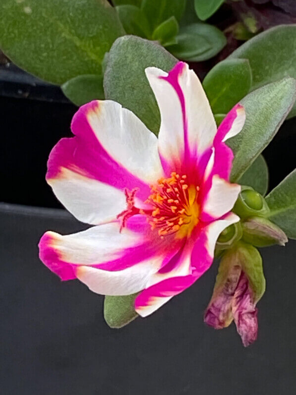 Pourpier (Portulaca) en été sur mon balcon parisien, Paris 19e (75)