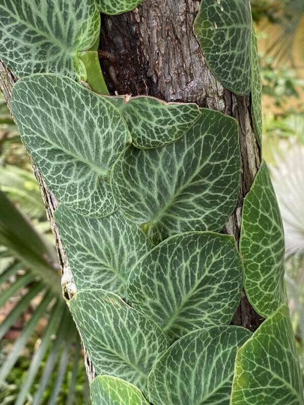 Rhaphidophora cryptantha en été dans le Jardin botanique, Strasbourg (67)