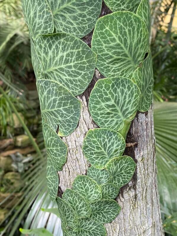 Rhaphidophora cryptantha en été dans le Jardin botanique, Strasbourg (67)