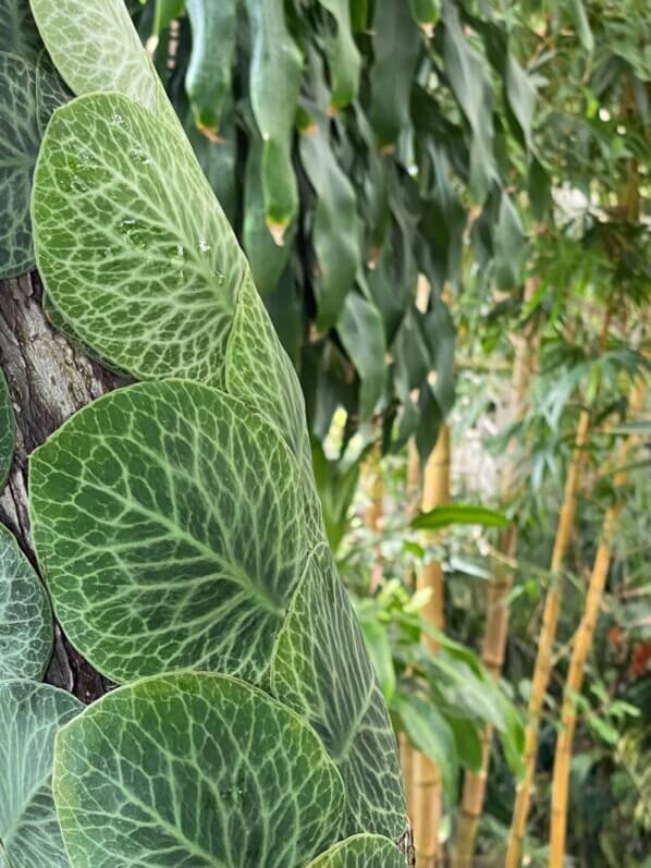 Rhaphidophora cryptantha en été dans le Jardin botanique, Strasbourg (67)