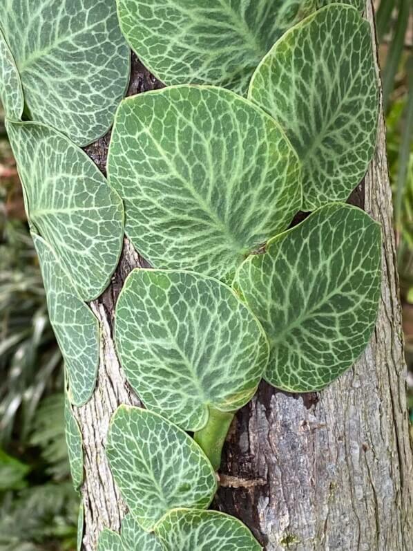 Rhaphidophora cryptantha en été dans le Jardin botanique, Strasbourg (67)